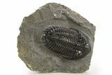Detailed Hollardops Trilobite Fossil - Ofaten, Morocco #326000-2